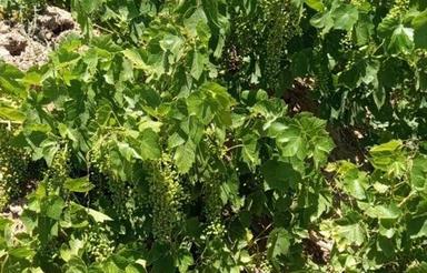 باغ انگور ده ساله