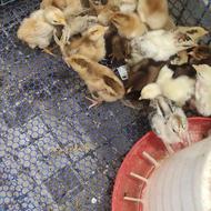 جوجه مرغ یک هفته ای