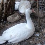 5 عدد اردک اسراییلی