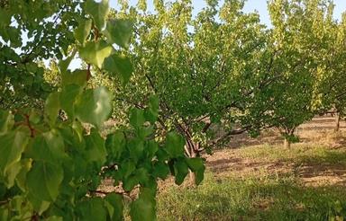 فروش یک قطعه باغ واقع در روستای اونلیق