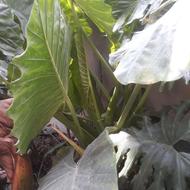 گیاه بابا آدم