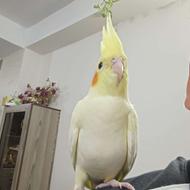 عروس هلندی نر جوجه
