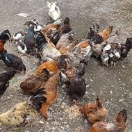 فروش مرغ و خروس