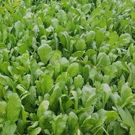 علفتراشی و هرس درختان و قطع درخت و خرید چوب