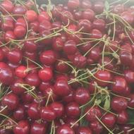 فروش آلبالوی مجاری درجه یک ،درشت و زیبا