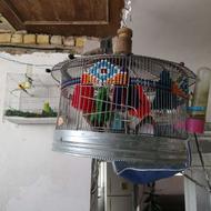 عروس هلندی