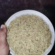 تیم بینج طارم