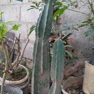 گل کاکتوس پریانوس