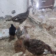 بوغلمون نیمچه