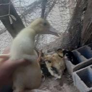 جوجه اردک اسرائیلی 300 تومن