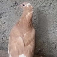 مفلق ماده زرد پرشی،، معاوضه با,,,