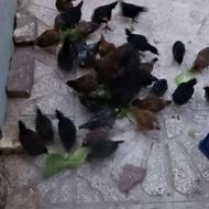 جوجه محلی یک ماهه و10روزه