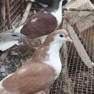 کبوتر رنگی فروش