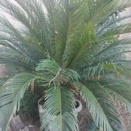 سیکاس 14 ساله با پا جوش فراوان