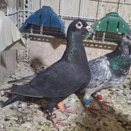 یکجفت کفتر شهرستانی