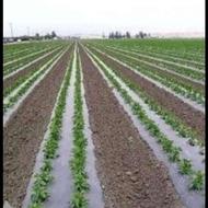 کار در مزرعه لوبیا با حقوق خوب