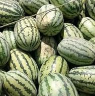 خریدار هندوانه دراگون
