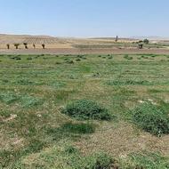 یونجه .....