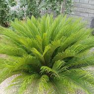 فروش گل سیکاس