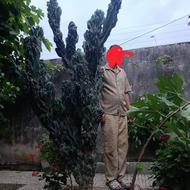 کاکتوس صخره ای بزرگ