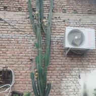 گل کاکتوس 3متری