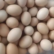 تخممرغ محلی درشت تازه و زرده عسلی