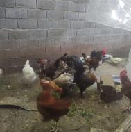 مرغ محلی و خروس