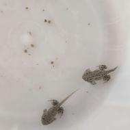 خریدار غورباقه (پکمن یا pana spp)