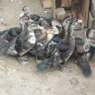 اوردک هلندی 2ماه خوردی