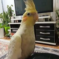 عروس هلندی ماده