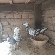 نروماده سوسکی