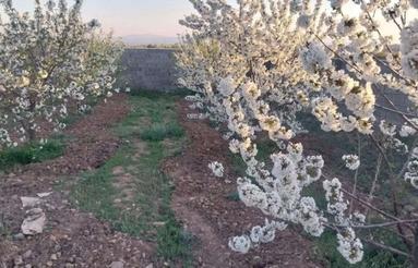 1372 متر باغچه مجوز دار
