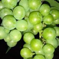 فروش غوره و آبغوره زیر قیمت شیپور
