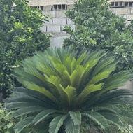 گل سیگاس بزرگ