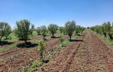 فروش باغ1200متری/قدیم آباد