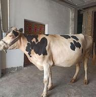 گاو هلشتاین ارام