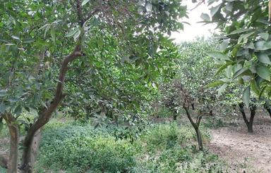 فروش 3100 متر باغ در بندرگز روستای لیوان شرقی