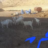 فروش بز و کهره سانن