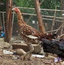 مرغ لاری نسلدار