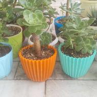 انواع گل و گیاه مناسب کادو برای هرنوع مراسم و مجلس
