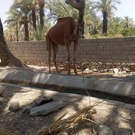 شتر خوبی هست ارام نقدی ماده