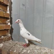 کبوتر سار تک