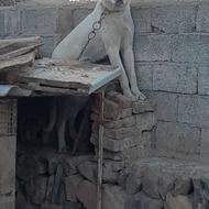 سگ پژدر یک ساله واگذار