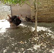 بوقلمون نر و ماده