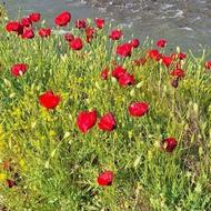 نیازمند کارگر برای بژار چونر