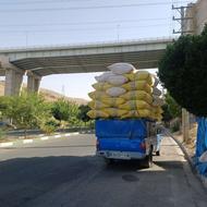 کاه گندم گوسفندی