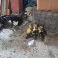 اردک اسرائیلی ماده ب همراه جوجه اردک اسرائیلی