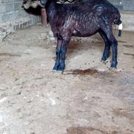 *بره ماده سیلک چاق مناسب داشتی *