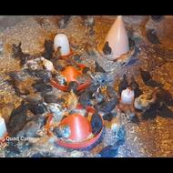 جوجه گلپایگان 40 روزه کاملا سالم