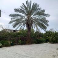 درخت نخل و درختچه سیکاس رولوتا بزرگ